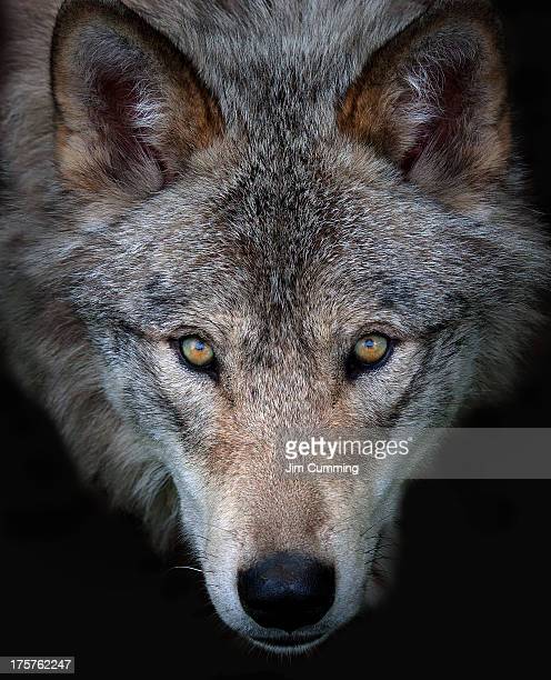 Detail Wolf Face Hd Nomer 19
