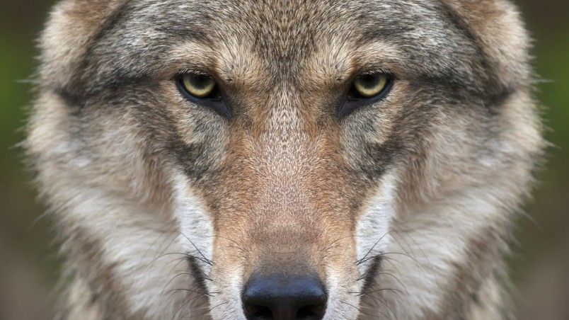 Detail Wolf Face Hd Nomer 3