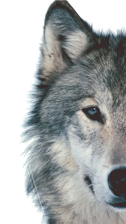 Detail Wolf Face Hd Nomer 21