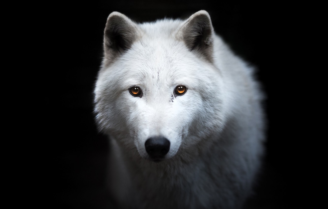Detail Wolf Face Hd Nomer 22