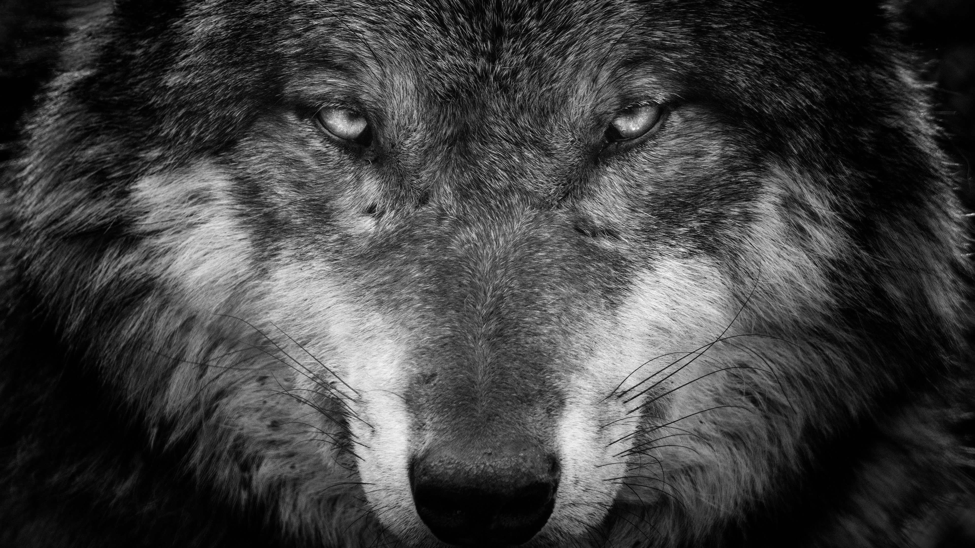 Detail Wolf Face Hd Nomer 24
