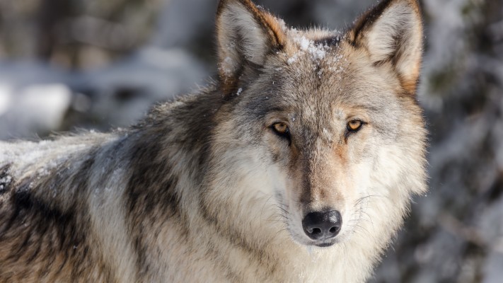 Detail Wolf Face Hd Nomer 26