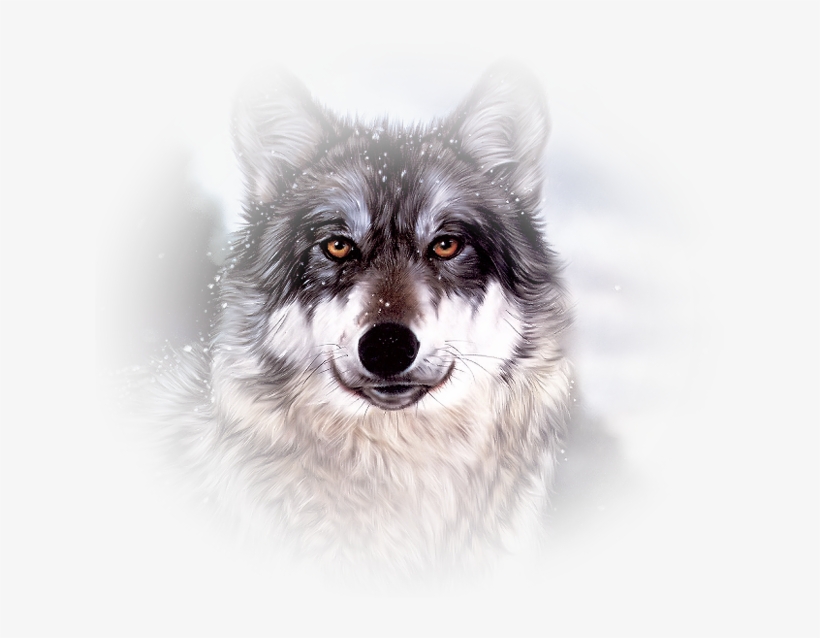 Detail Wolf Face Hd Nomer 27