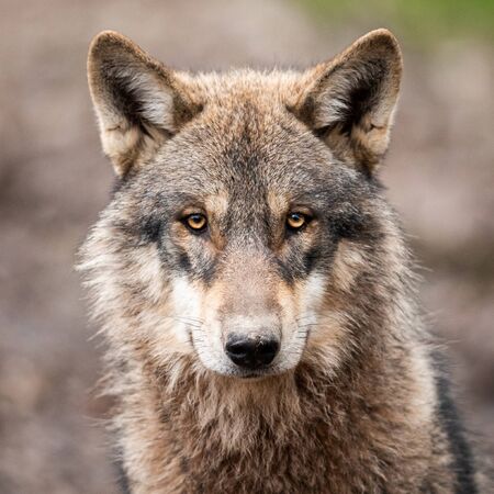 Detail Wolf Face Hd Nomer 4