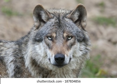 Detail Wolf Face Hd Nomer 28