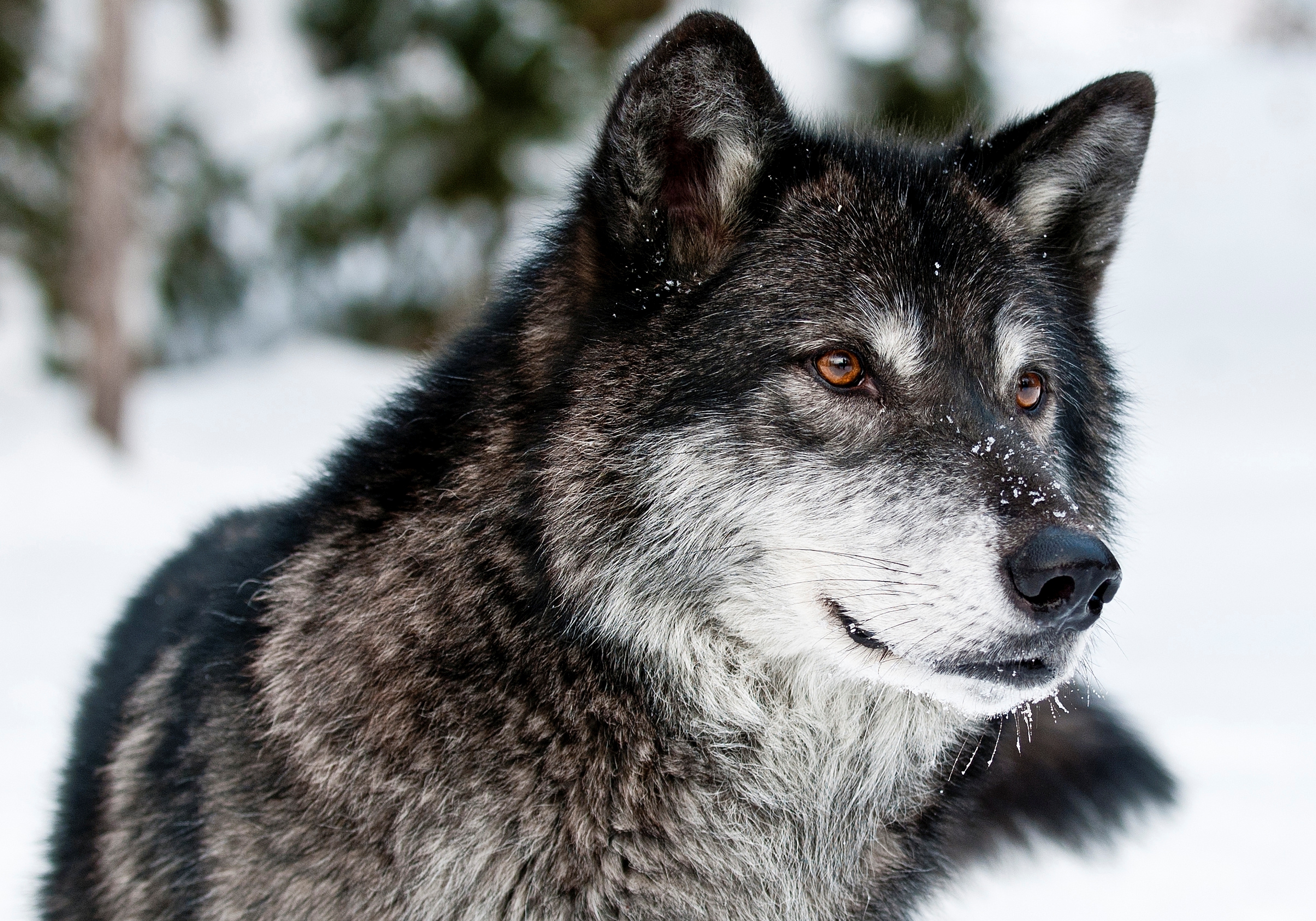 Detail Wolf Face Hd Nomer 32
