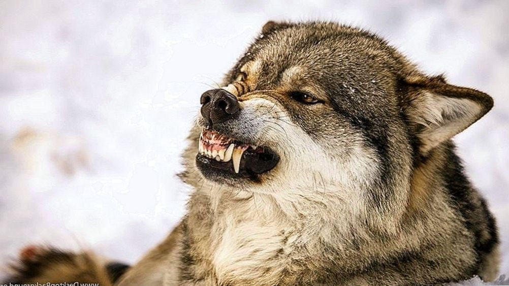 Detail Wolf Face Hd Nomer 33