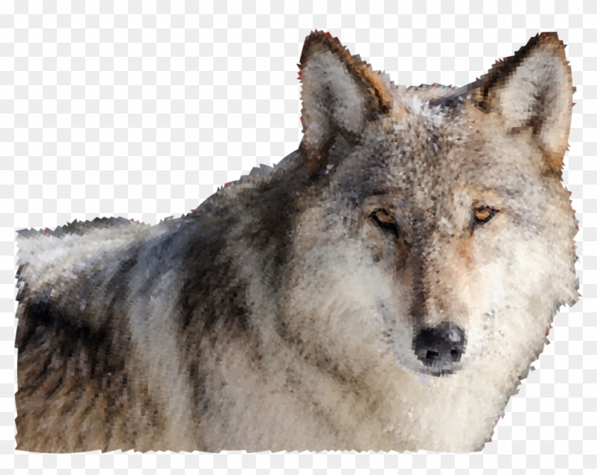 Detail Wolf Face Hd Nomer 37