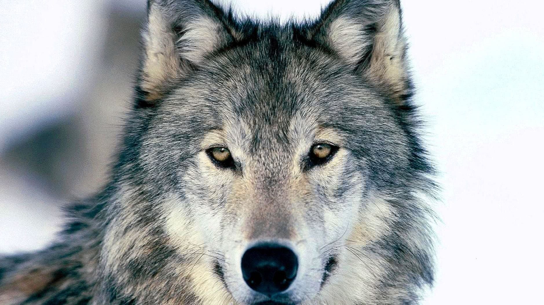 Detail Wolf Face Hd Nomer 5