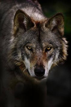 Detail Wolf Face Hd Nomer 38