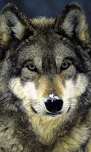 Detail Wolf Face Hd Nomer 39