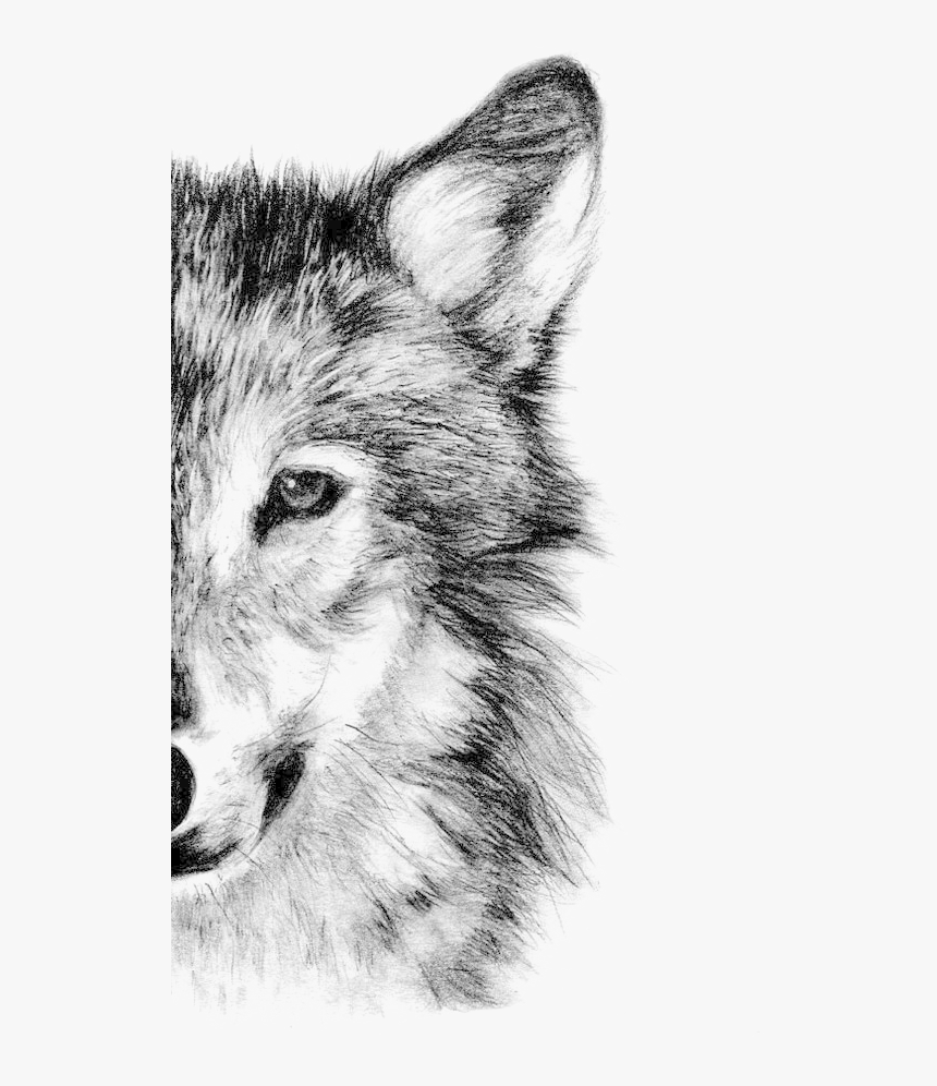 Detail Wolf Face Hd Nomer 43