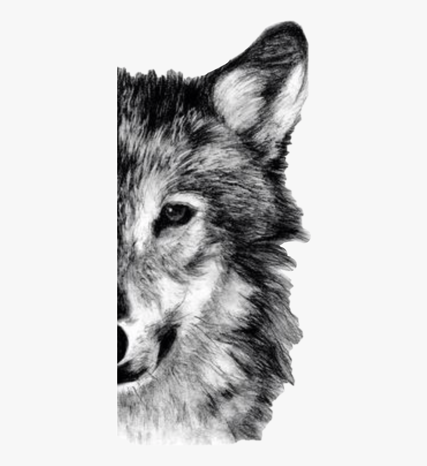 Detail Wolf Face Hd Nomer 44