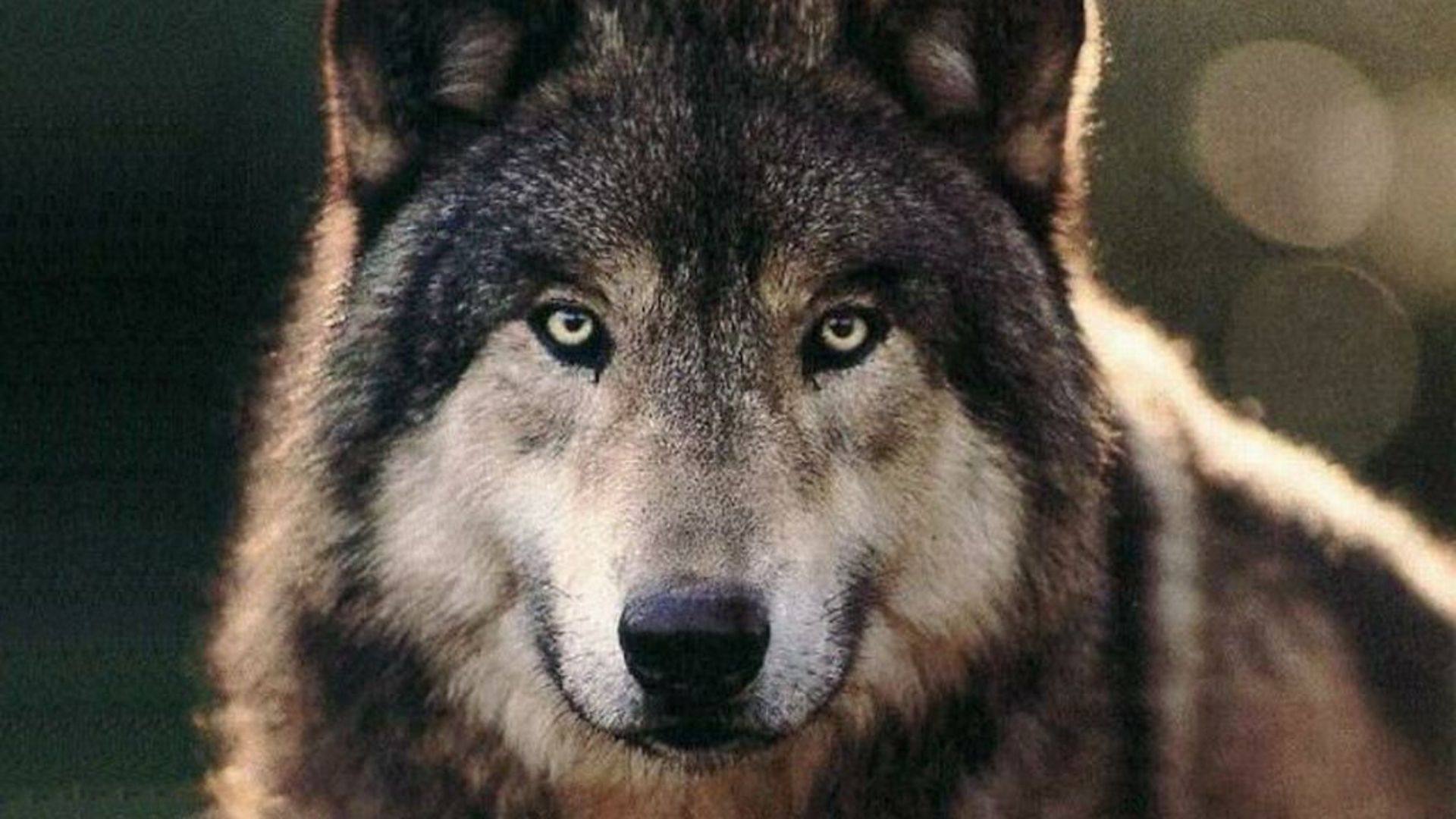 Detail Wolf Face Hd Nomer 45