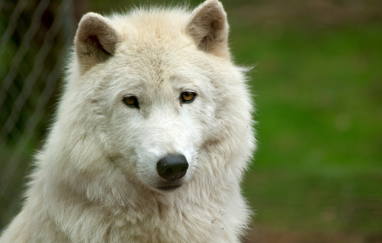 Detail Wolf Face Hd Nomer 46