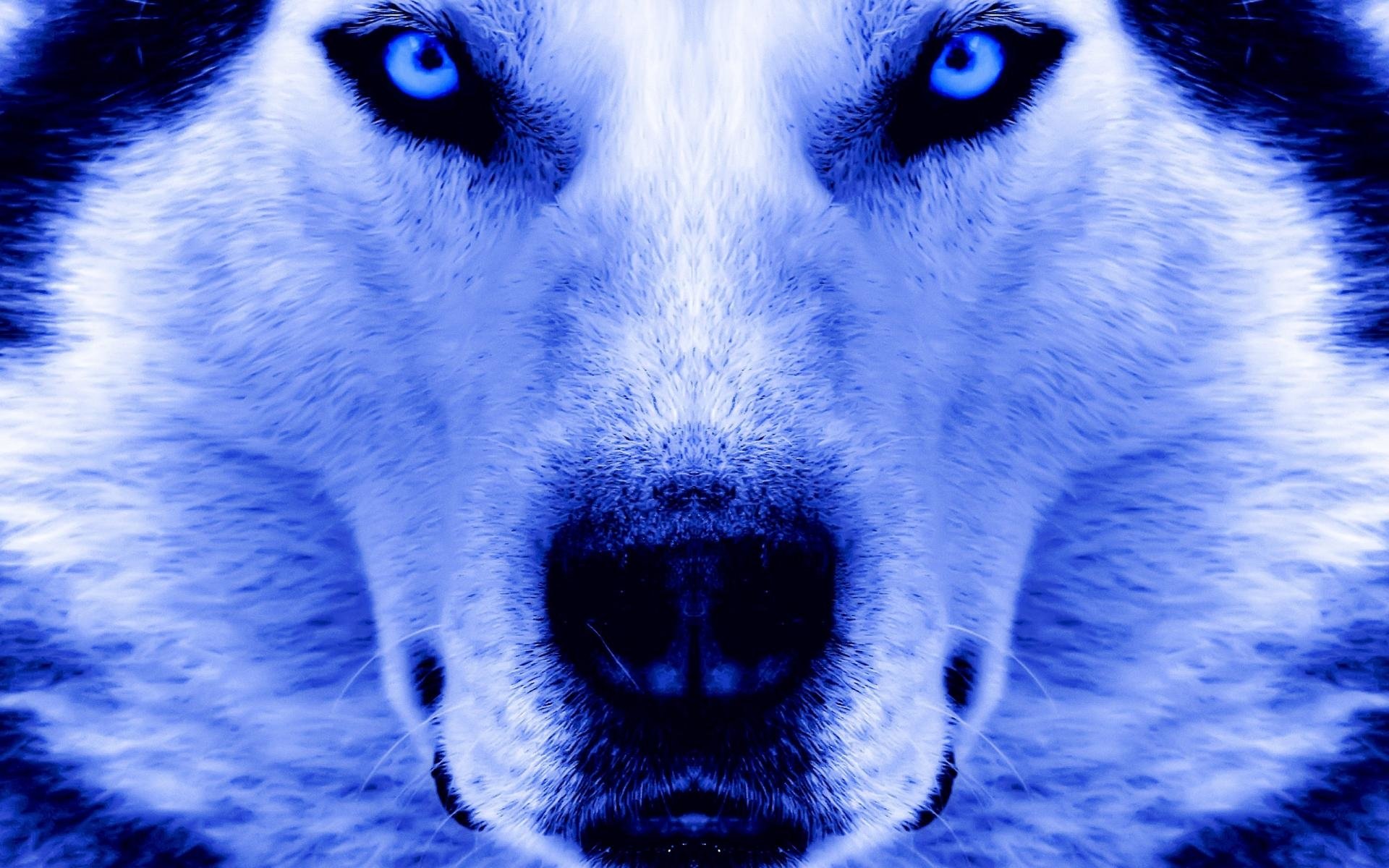 Detail Wolf Face Hd Nomer 49