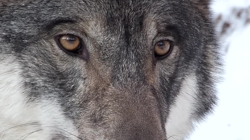 Detail Wolf Face Hd Nomer 52