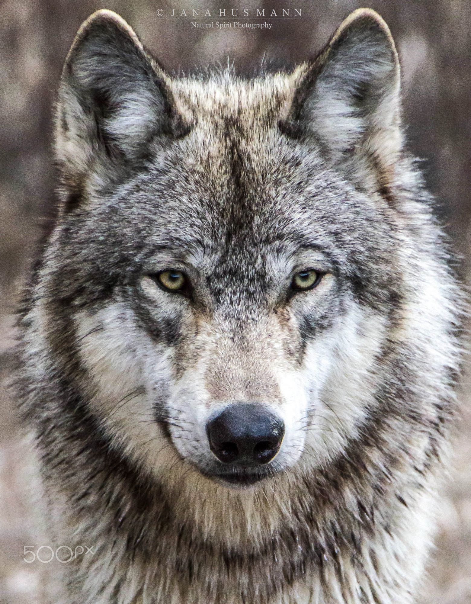 Detail Wolf Face Hd Nomer 7