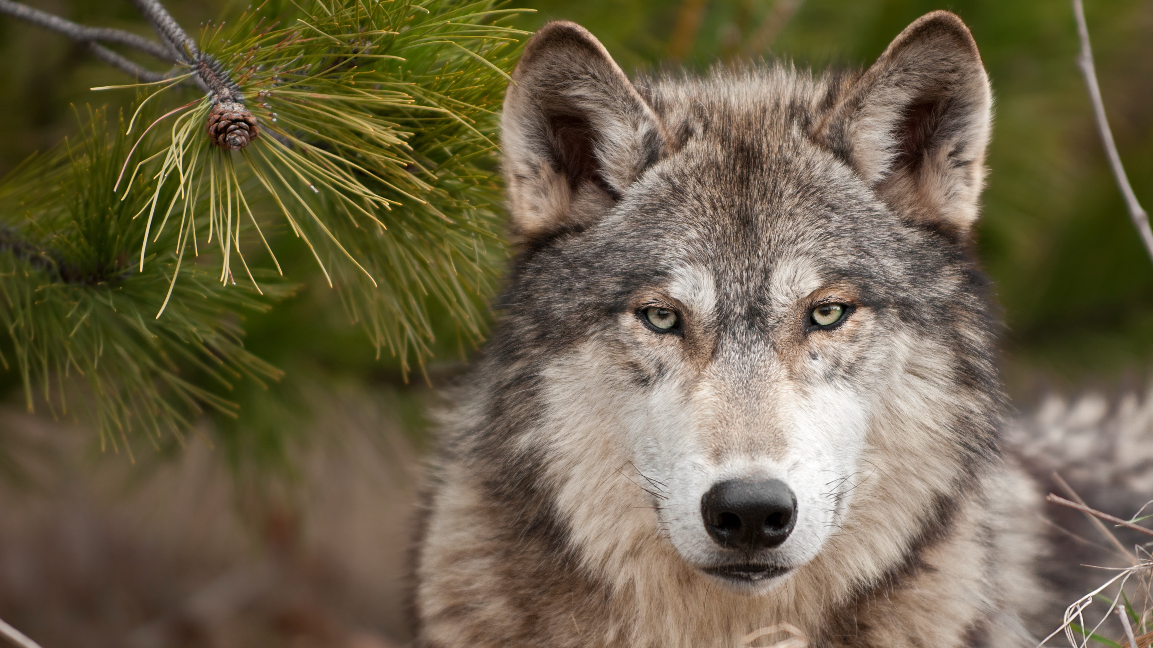 Detail Wolf Face Hd Nomer 9
