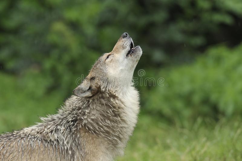 Detail Wolf Free Images Nomer 22