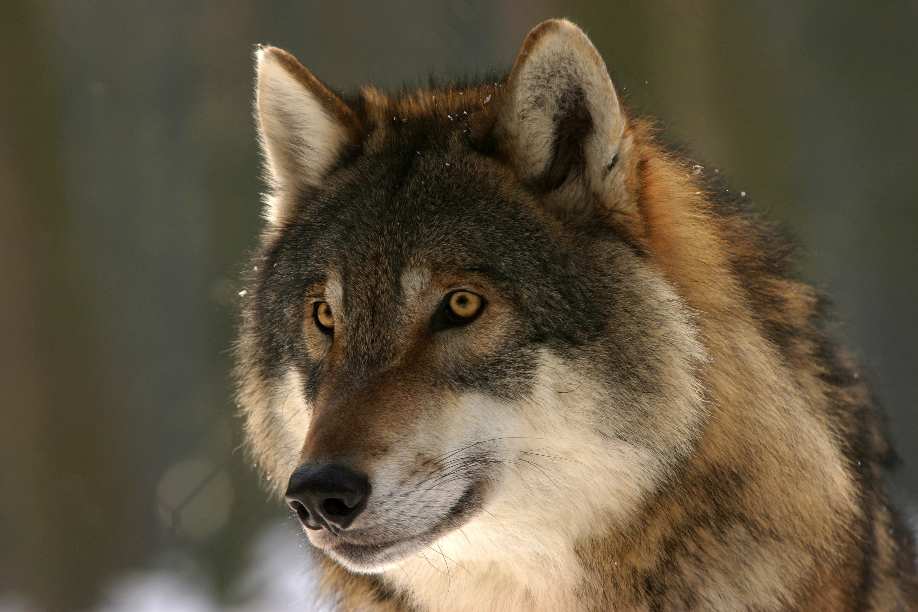 Detail Wolf Free Images Nomer 47