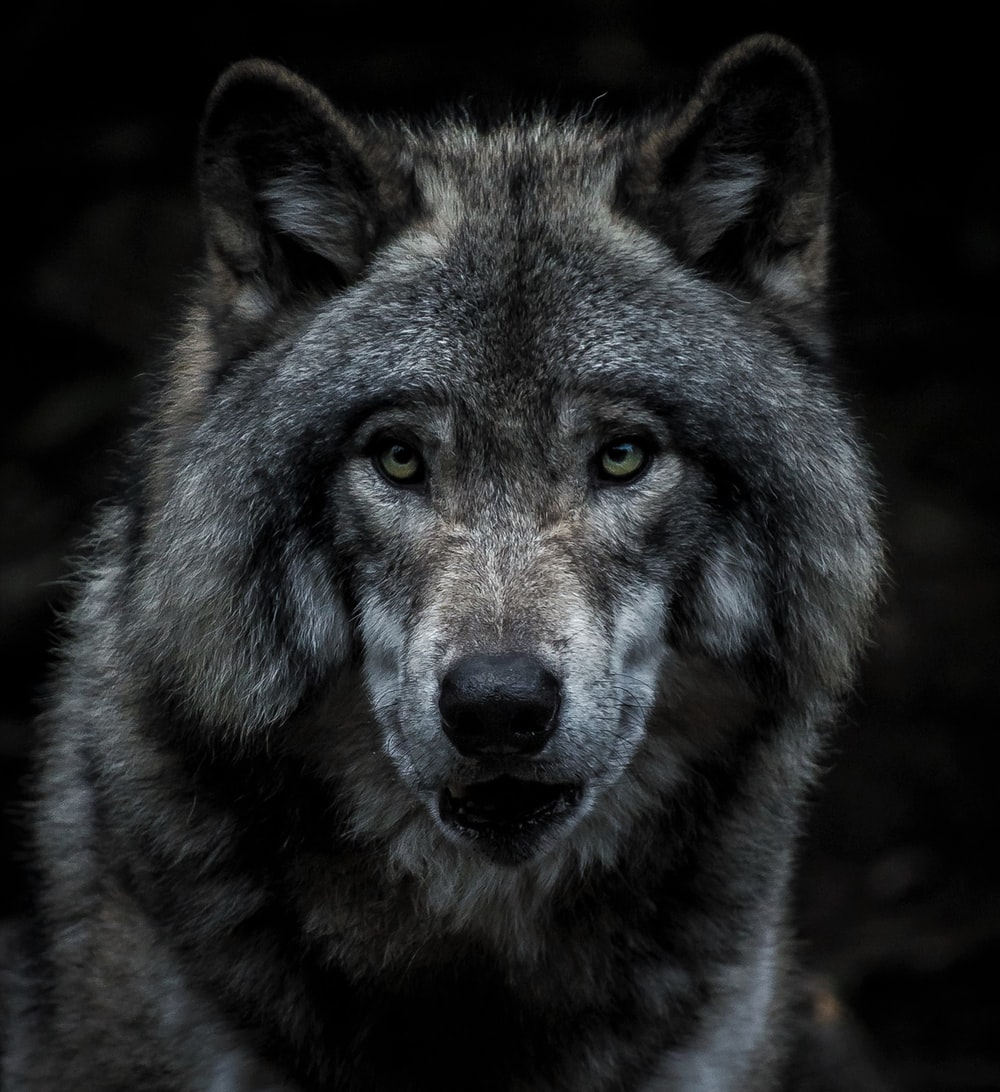 Detail Wolf Hd Wallpaper Nomer 2