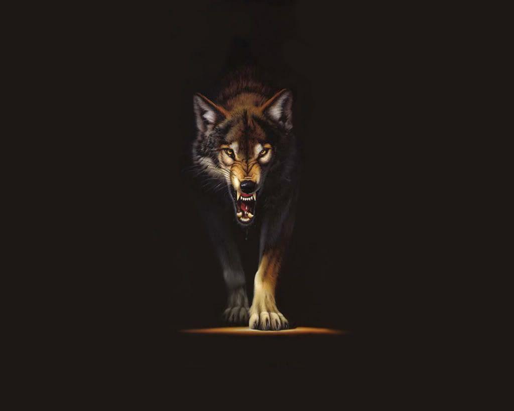 Detail Wolf Hd Wallpaper Nomer 13