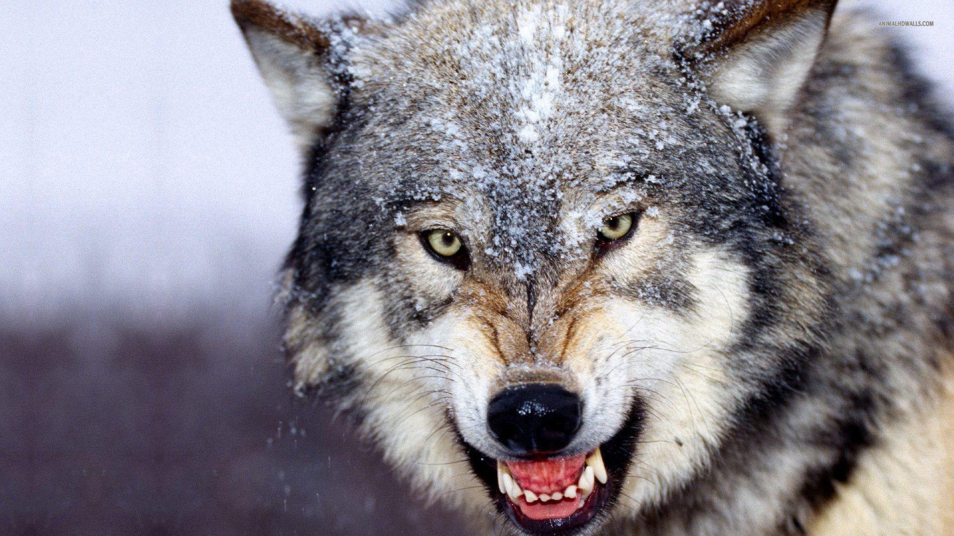 Detail Wolf Hd Wallpaper Nomer 15