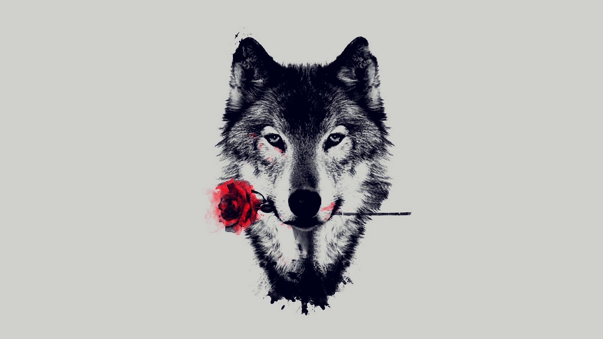 Detail Wolf Hd Wallpaper Nomer 3