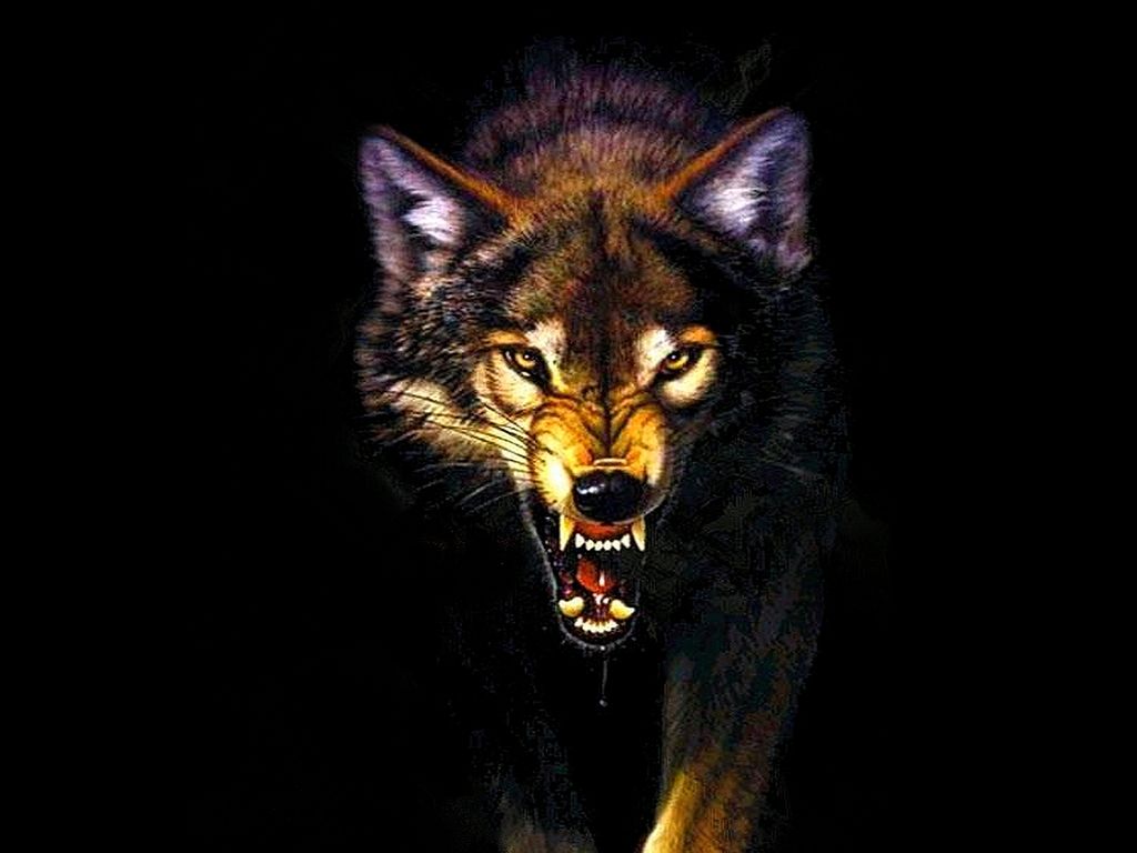 Detail Wolf Hd Wallpaper Nomer 21