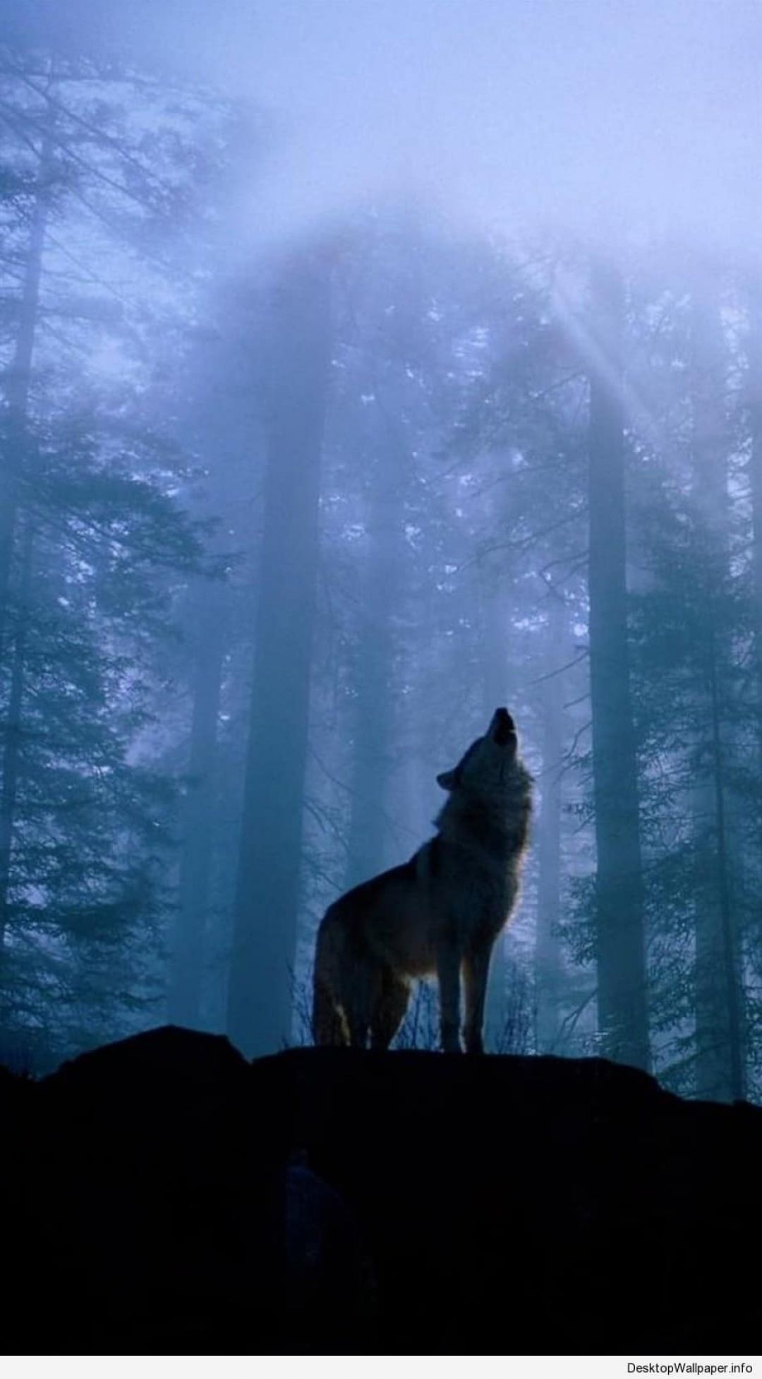 Detail Wolf Hd Wallpaper Nomer 46