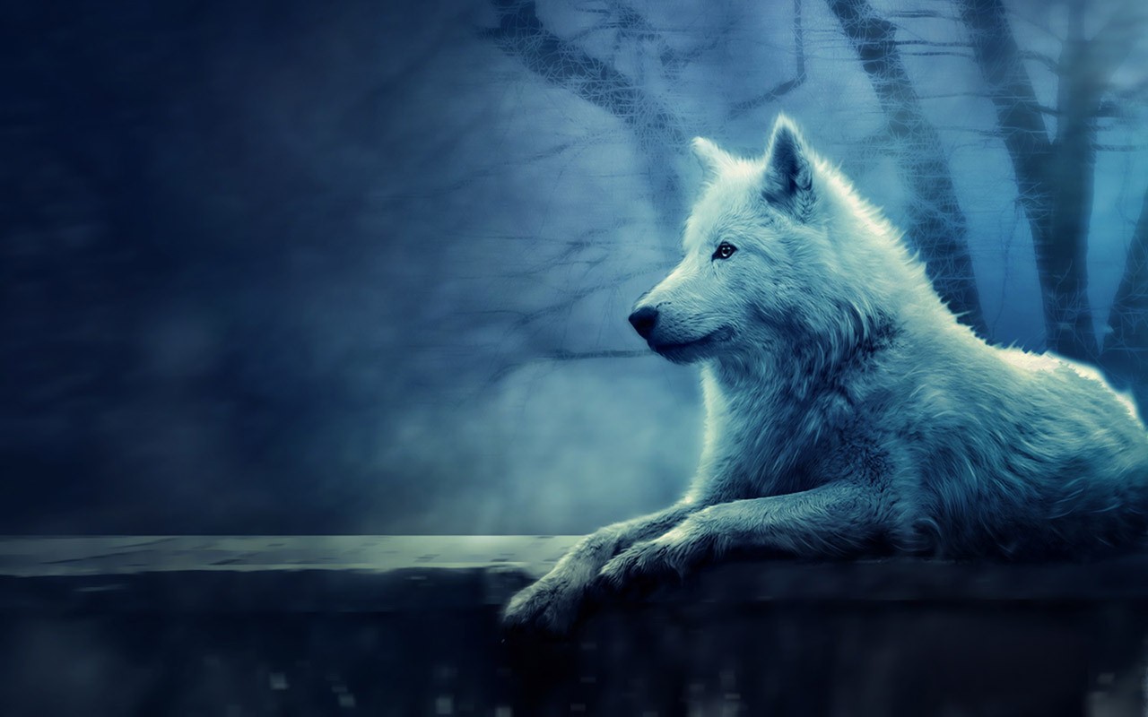 Detail Wolf Hd Wallpaper Nomer 53