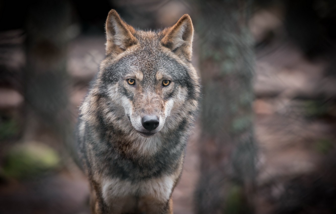Detail Wolf High Resolution Nomer 12