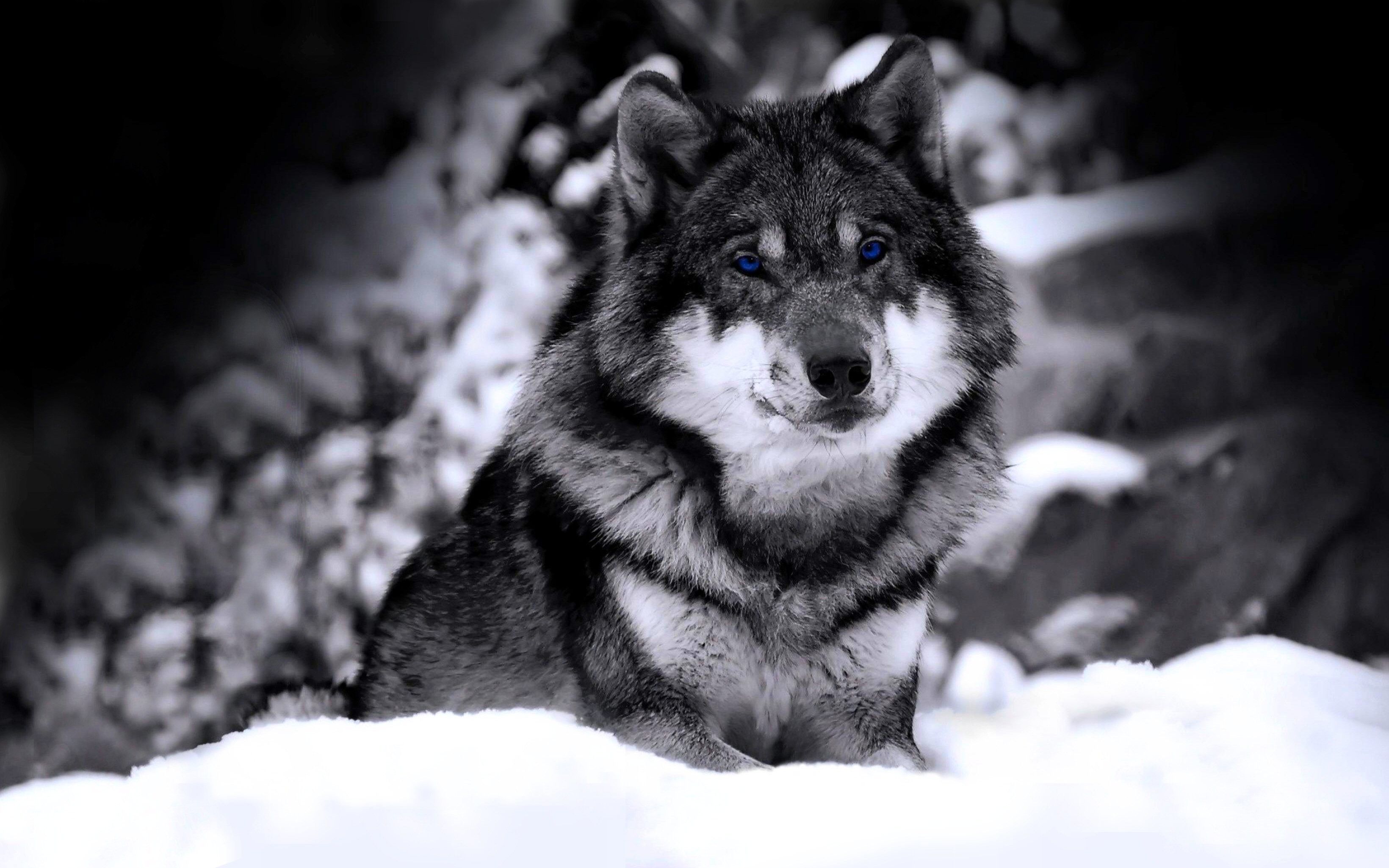 Detail Wolf High Resolution Nomer 13