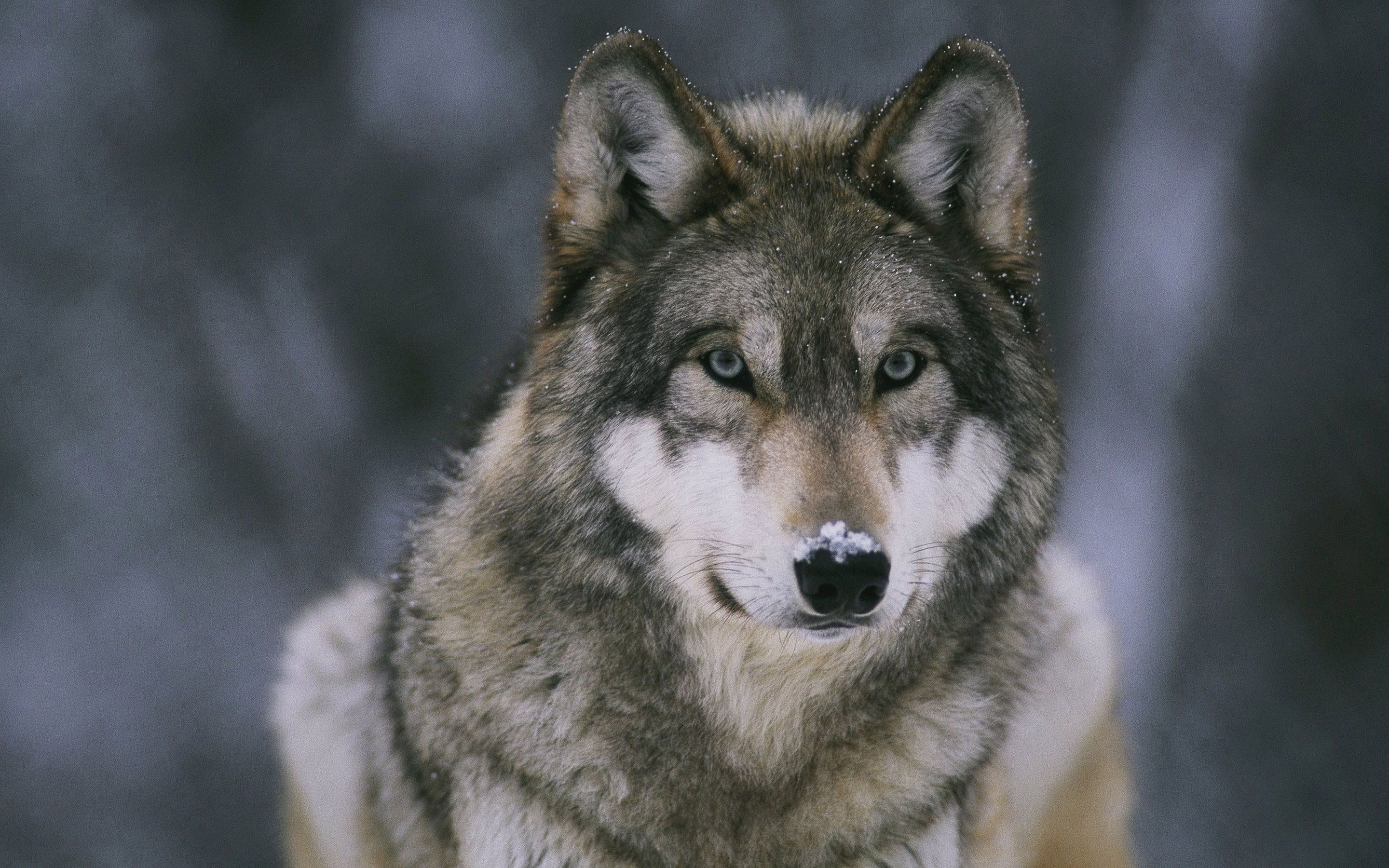 Detail Wolf High Resolution Nomer 14