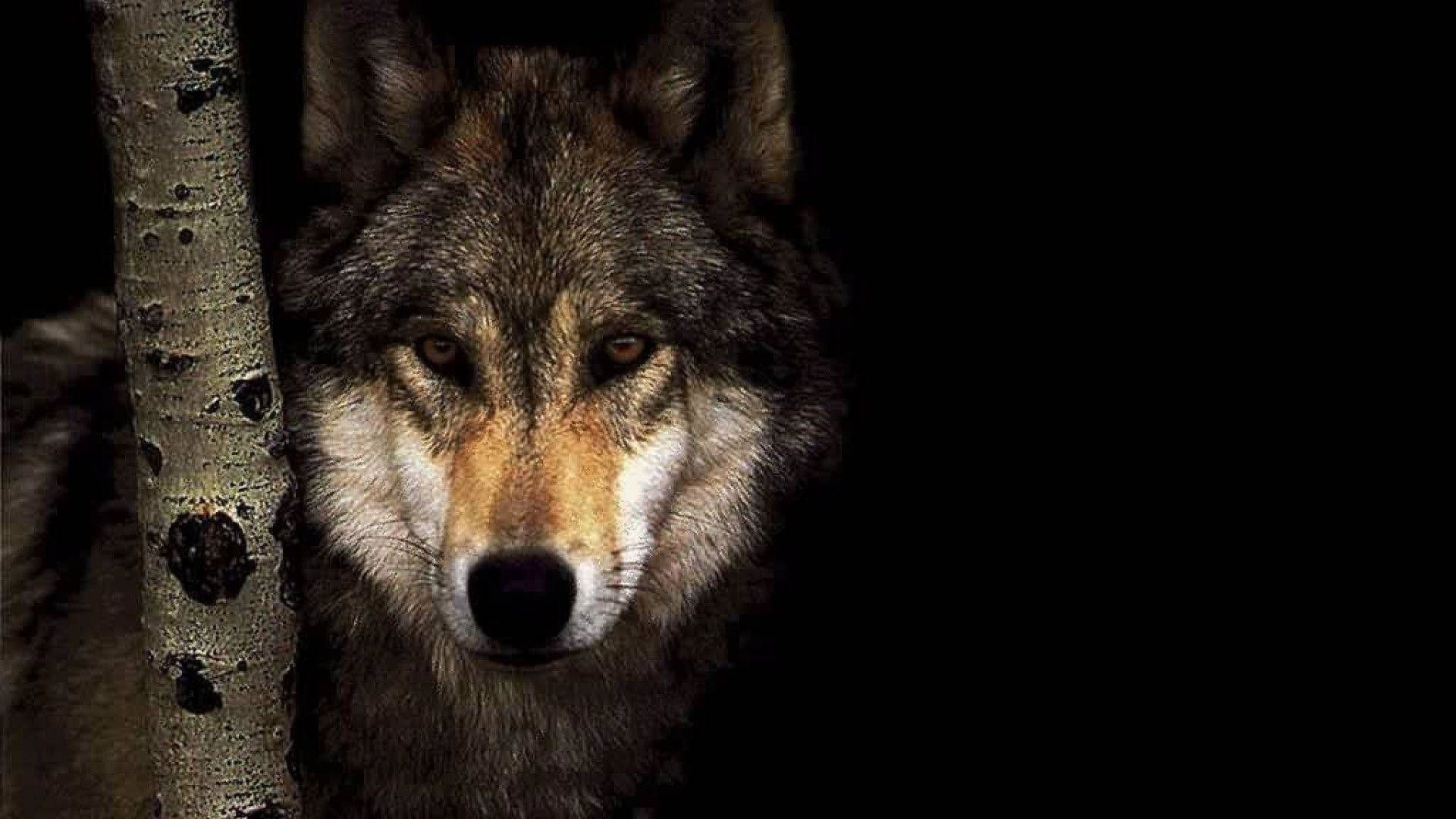 Detail Wolf High Resolution Nomer 15