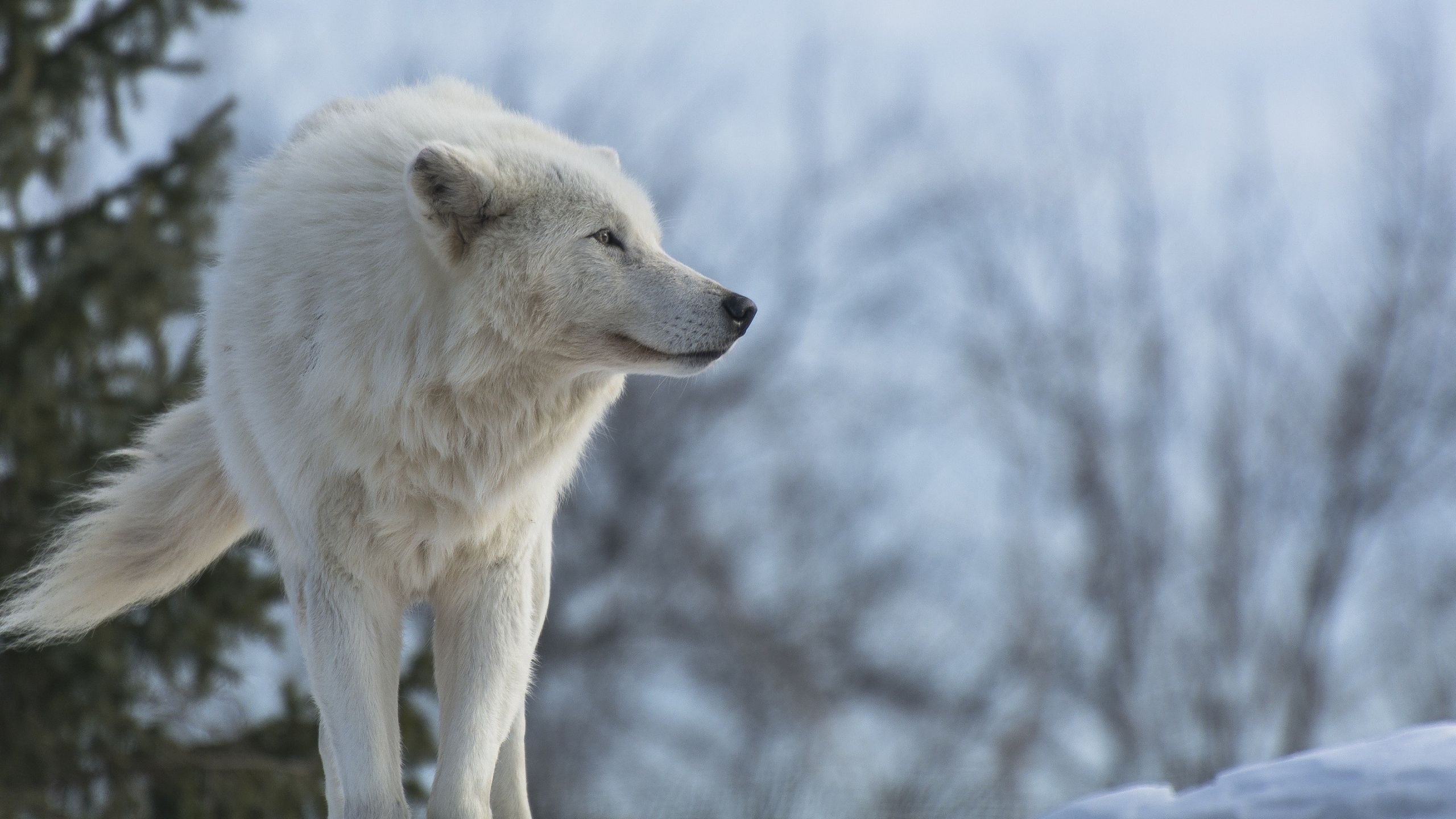 Detail Wolf High Resolution Nomer 16