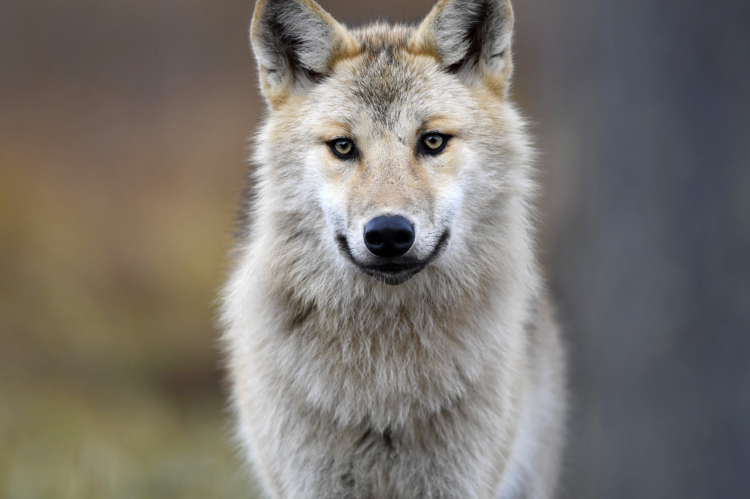 Detail Wolf High Resolution Nomer 20