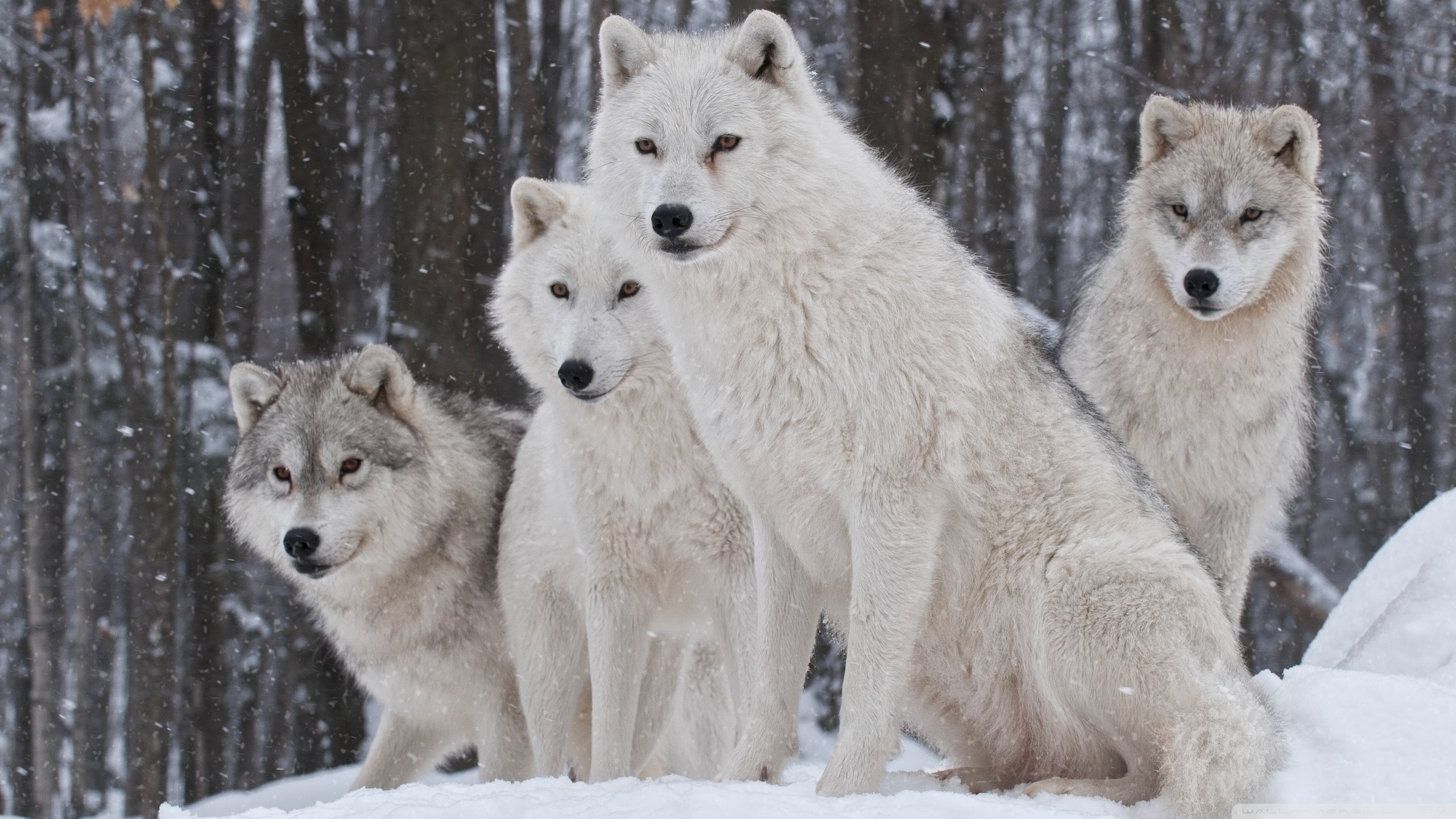 Detail Wolf High Resolution Nomer 21
