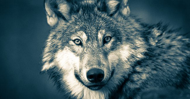 Detail Wolf High Resolution Nomer 22