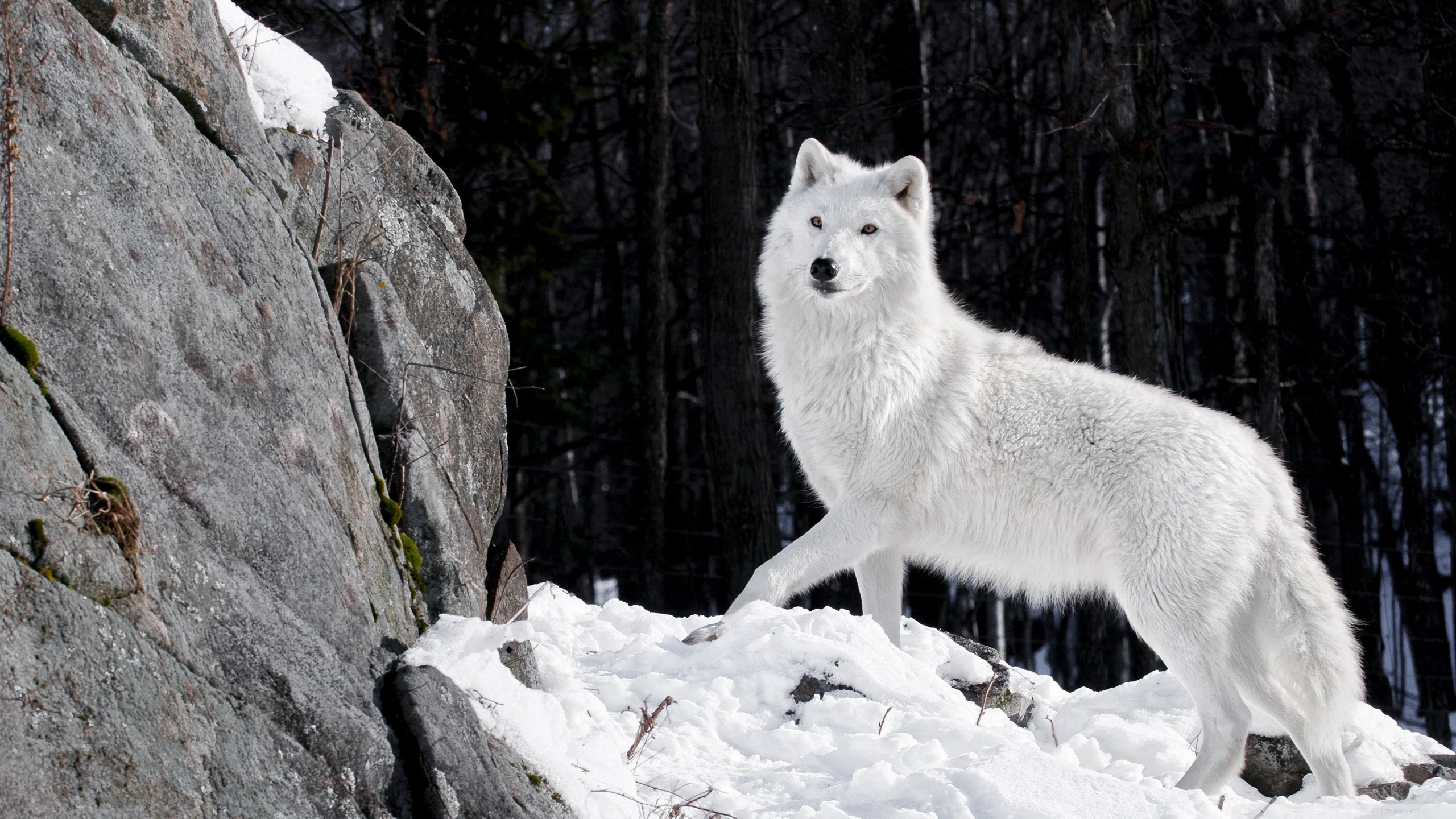 Detail Wolf High Resolution Nomer 25