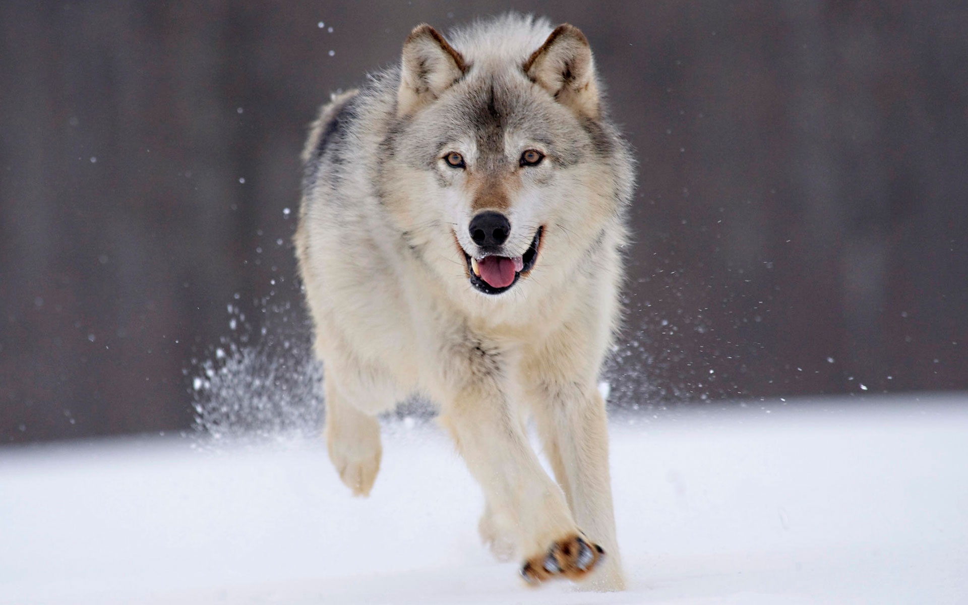 Detail Wolf High Resolution Nomer 27
