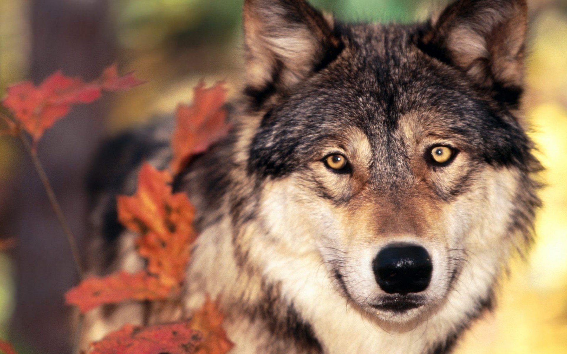 Detail Wolf High Resolution Nomer 28