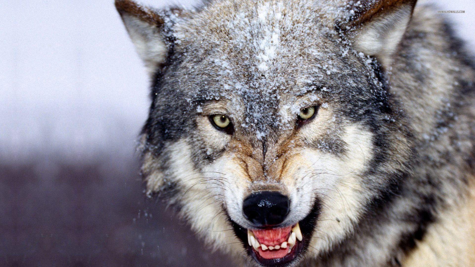 Detail Wolf High Resolution Nomer 4