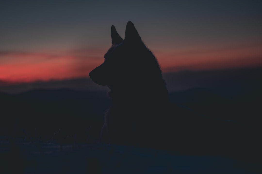 Detail Wolf High Resolution Nomer 29