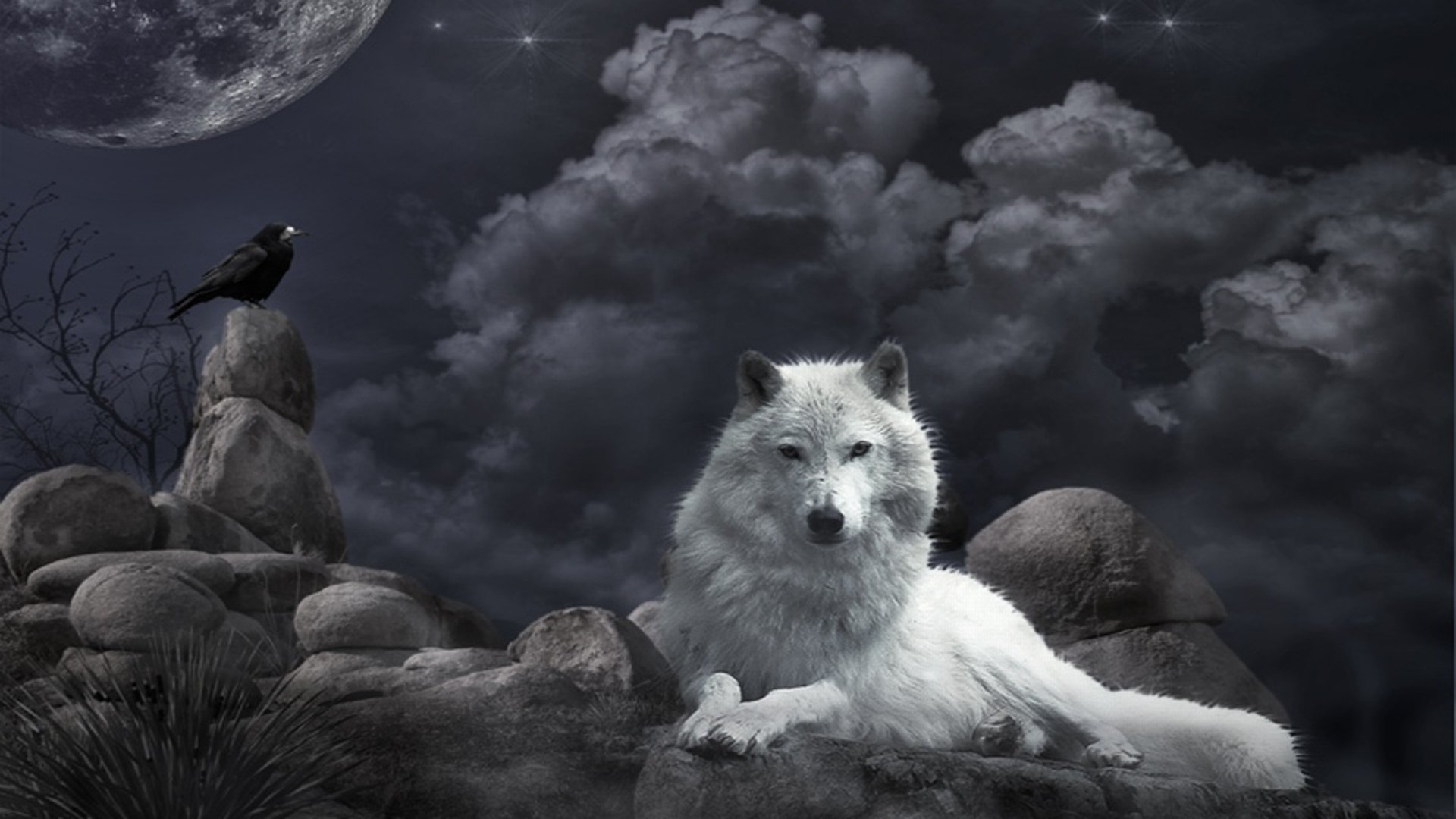 Detail Wolf High Resolution Nomer 30