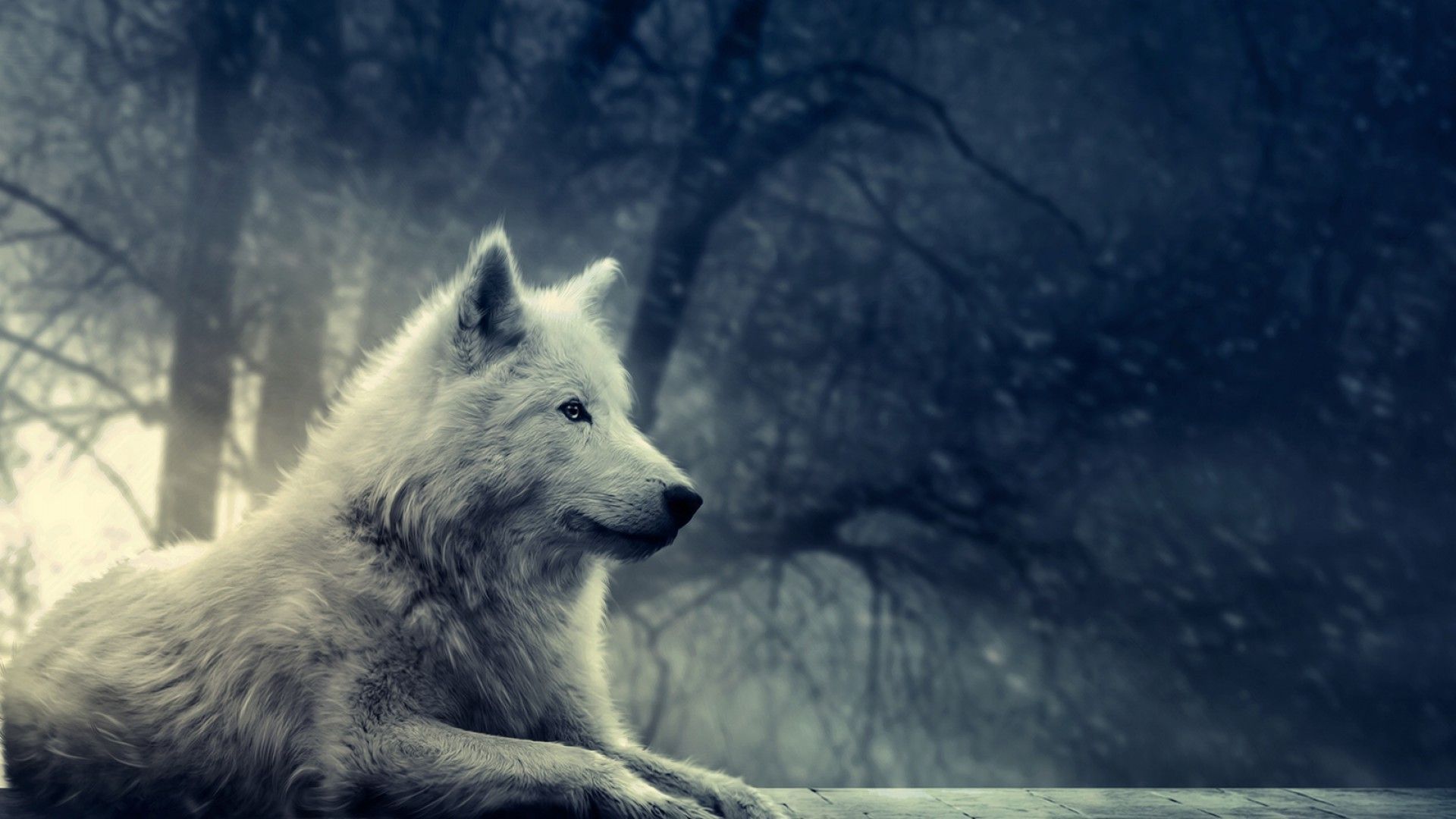 Detail Wolf High Resolution Nomer 31