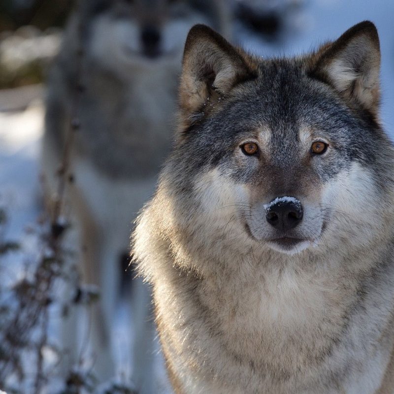 Detail Wolf High Resolution Nomer 33
