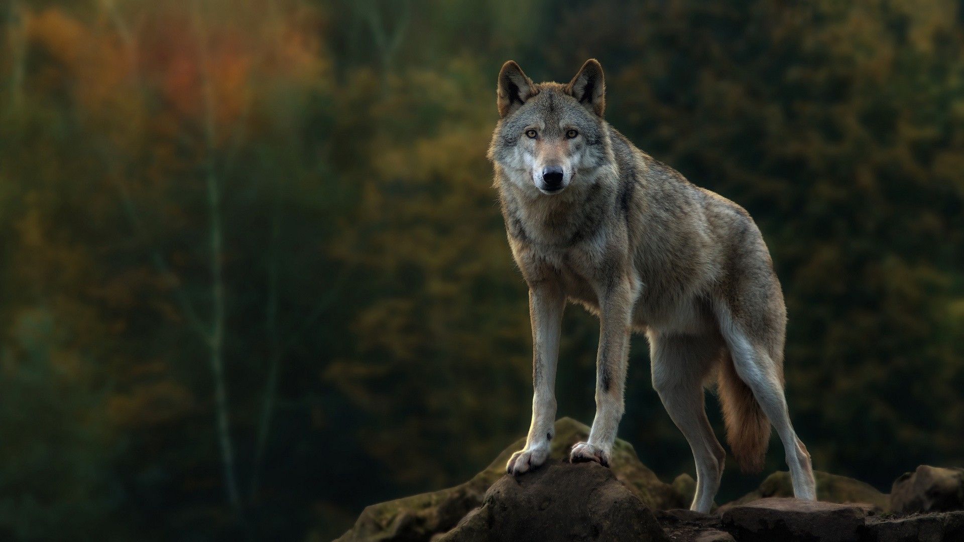 Detail Wolf High Resolution Nomer 35