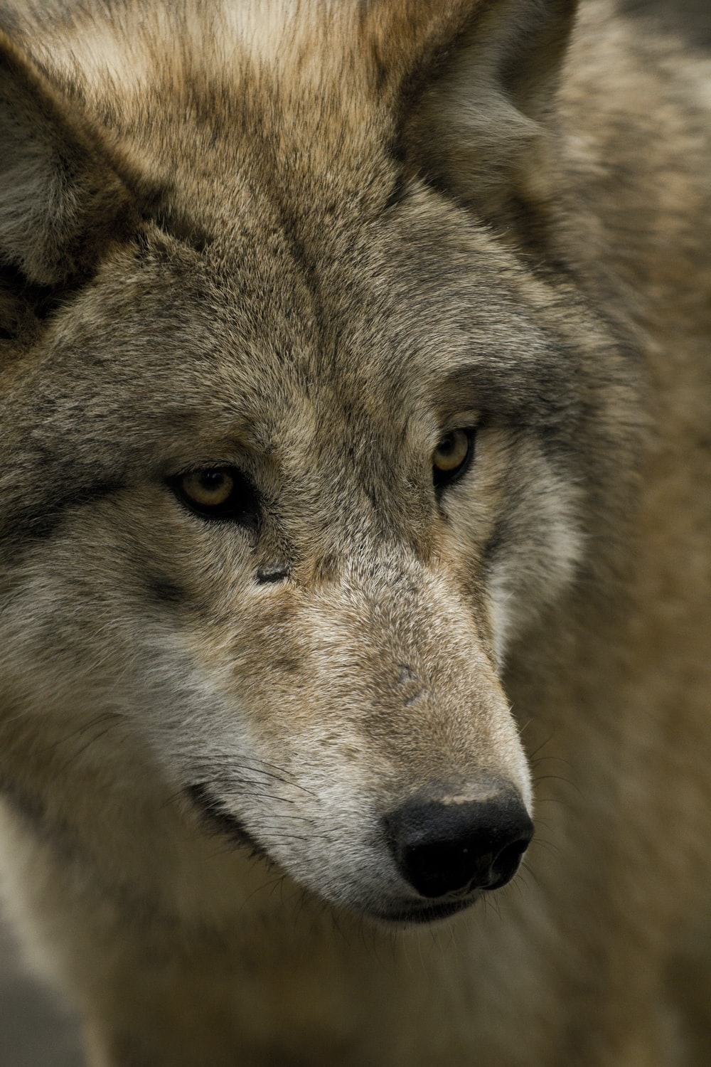 Detail Wolf High Resolution Nomer 36